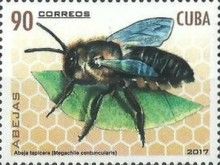 Patchwork Leaf-cutter (Megachile centuncularis)