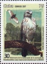 Mississippi Kite (Ictinia mississippiensis)