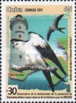 Swallow-tailed Kite (Elanoides forficatus)