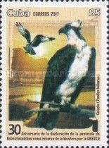 Osprey (Pandion haliaetus)