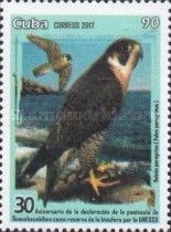 Peregrine Falcon (Falco peregrinus)