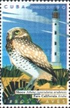 Burrowing Owl (Athene cunicularia arubensis)