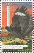 Cuban Black Hawk (Buteogallus gundlachii)