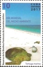 Tortuga marina