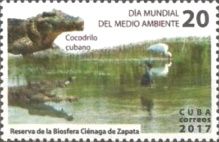Cuban Crocodile (Crocodylus rhombifer)