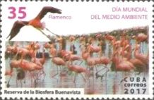 Flamingoes