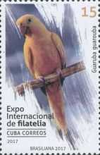 Golden Parakeet (Guaruba guarouba)