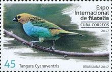 Gilt-edged Tanager (Tangara cyanoventris)