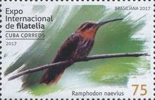 Saw-billed Hermit (Ramphodon naevius)