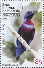 Banded Cotinga (Cotinga maculata)