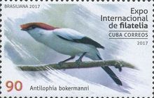 Araripe Manakin (Antilophia bokermanni)