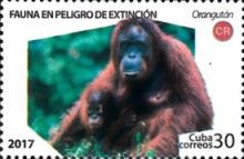 Bornean Orangutan (Pongo pygmaeus)