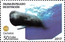 Sperm Whale (Physeter macrocephalus)