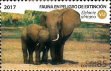 African Elephant (Loxodonto africana)