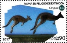 Kangaroo
