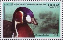 Red-breasted Goose (Branta ruficollis)