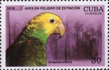 Yellow-headed Amazon (Amazona oratrix)