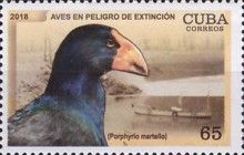 North Island Takahe (Porphyrio mantelli)
