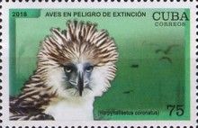 Philippine Eagle (Pithecophaga jefferyi)