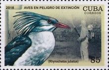 Kagu (Rhynochetos jubatus)
