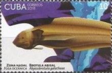 Abyssobrotula galatheae