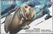 Common fangtooth (Anoploglaster cornuta)
