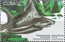 Caribbean roughshark (Oxynotus caribbaeus)
