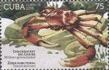 West Indian spider crab (Mithrax spinosissimus)