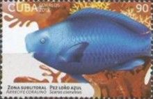Blue parrotfish (Scarus coeruleus)