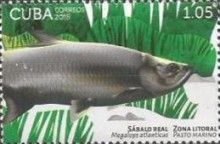 Atlantic tarpon (Megalops atlanticus)