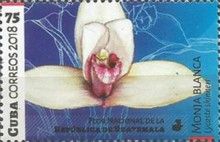 Lycaste skinneri - Guatemala