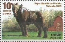 Horses (Equus ferus caballus): Percheron