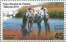 Horses (Equus ferus caballus): Appaloosa