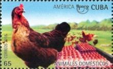 Hen