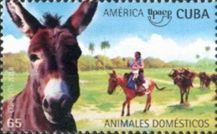 Donkey