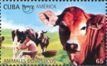 Cow