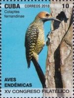 Fernandina's flicker (Colaptes fernandinae)