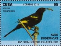 Cuban Oriole (Icterus melanopsis)