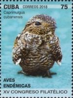 Greater Antillean Nightjar (Caprimulgus cubanensis)