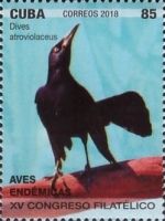 Cuban Blackbird (Dives atroviolaceus)