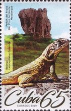 Peñón del Fraile, Curlytail Lizard (Leiocephalus cubensis)