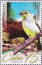 Rio Bitiri Nature Point, Grassquit (Tiaris olivaceus)