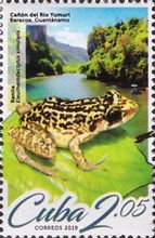 Rio Yumuir Canyon, Frog (Eleutherodactylus simulans)