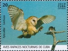 Barn Owl (Tyto alba)