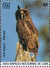 Stygian Owl (Asio stygius)