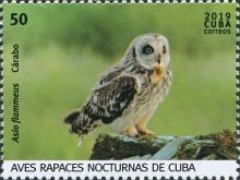 Short-eared Owl (Asio flammeus)