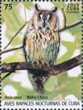 Long-eared Owl (Asio otus)