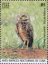 Burrowing Owl (Athene cunicularia)