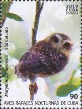 Bare-legged Owl (Margarobyas lawrencii)