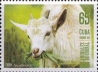 Goat (Capra Aegagrus Hircus)